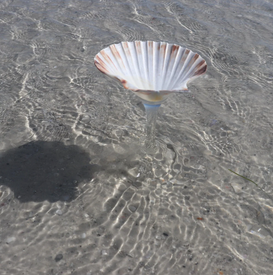 Seashell Glass